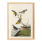 Poster featuring colorful songbirds, based on an old engraving from 1827.