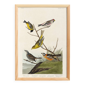 Poster featuring colorful songbirds, based on an old engraving from 1827.