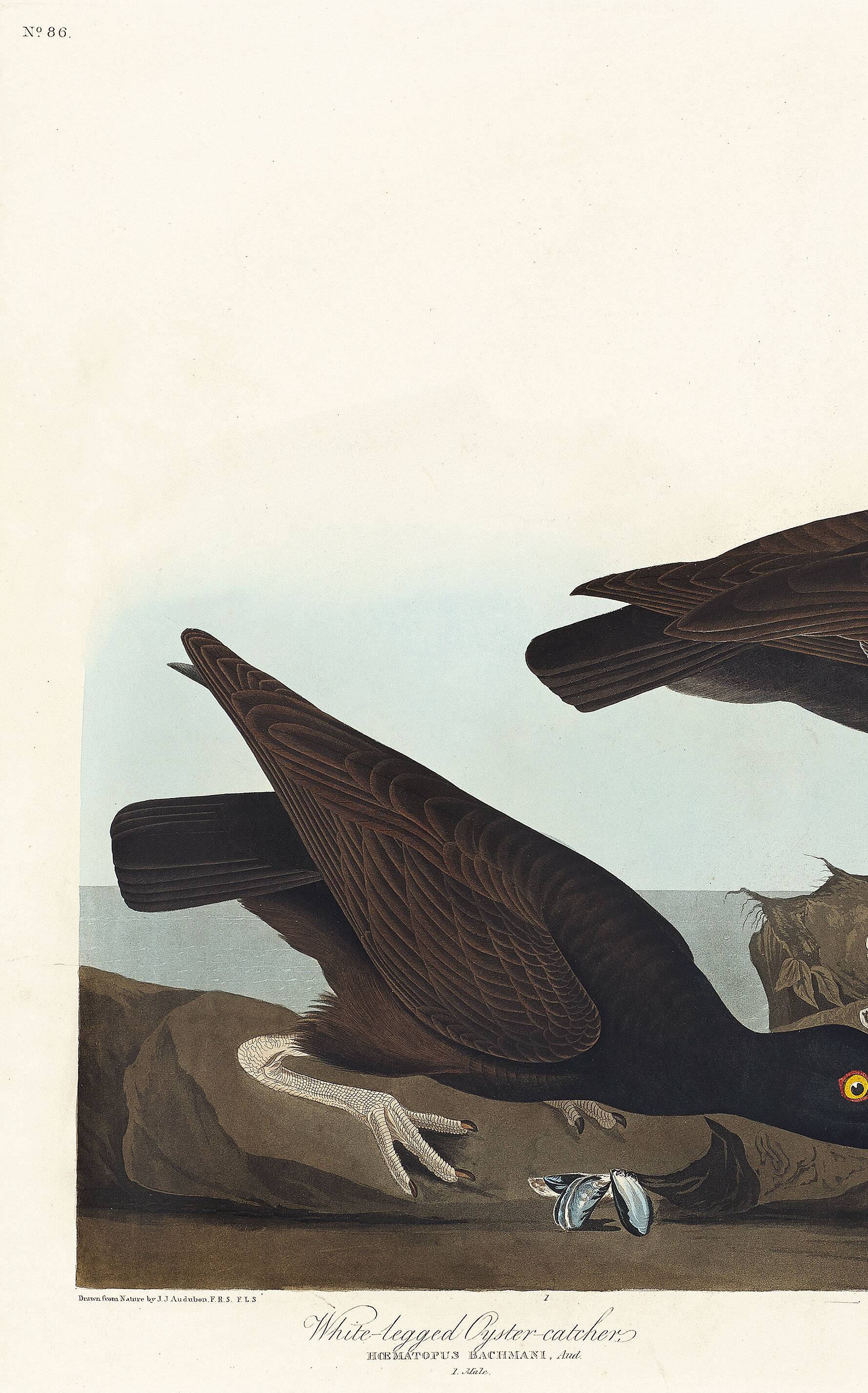 Poster about the "Eurasian Oystercatcher", based on an old engraving from 1827.