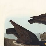 Poster about the "Eurasian Oystercatcher", based on an old engraving from 1827.