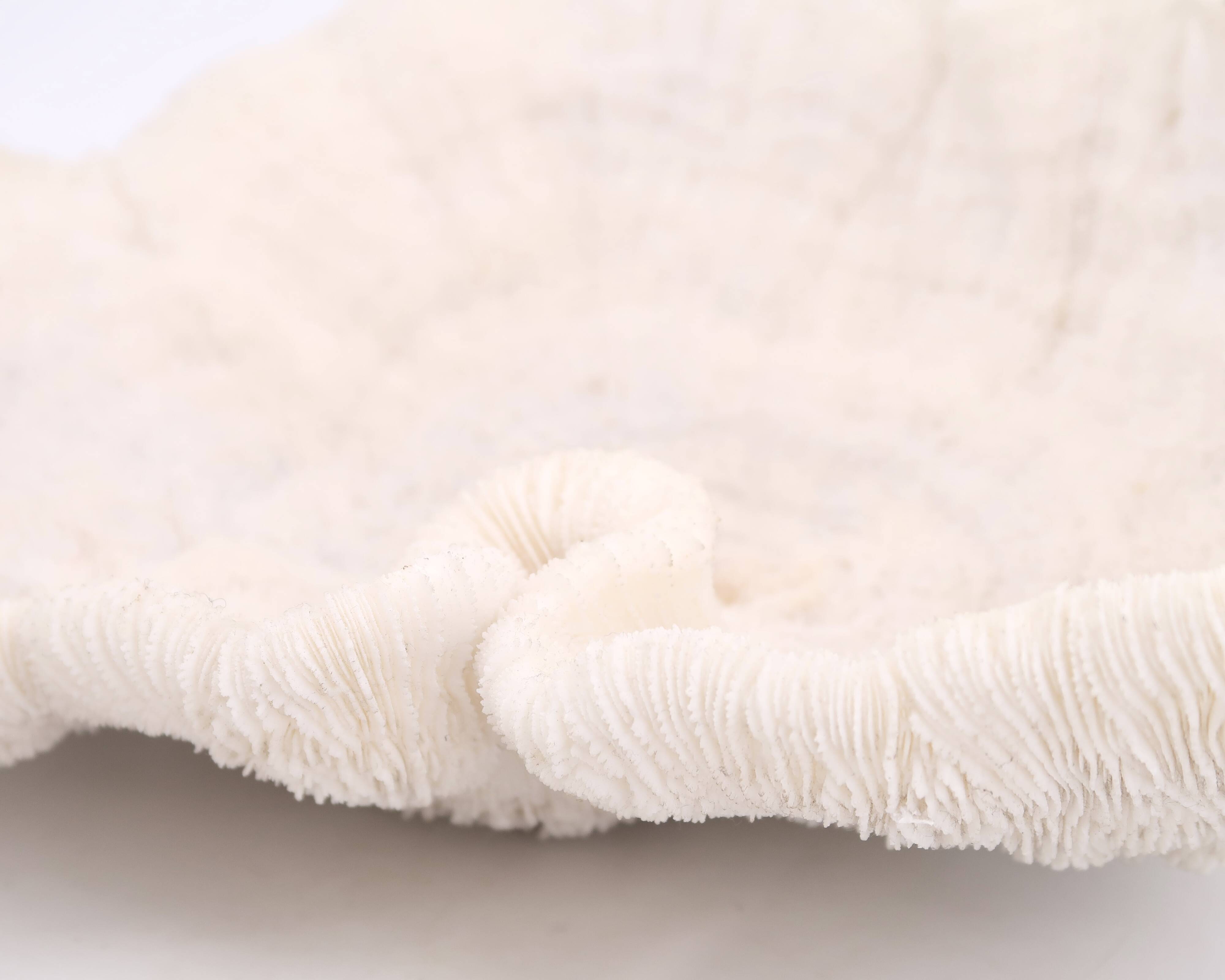 white coral empty pocket shape, cabinet of curiosities, 70s