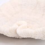 white coral empty pocket shape, cabinet of curiosities, 70s