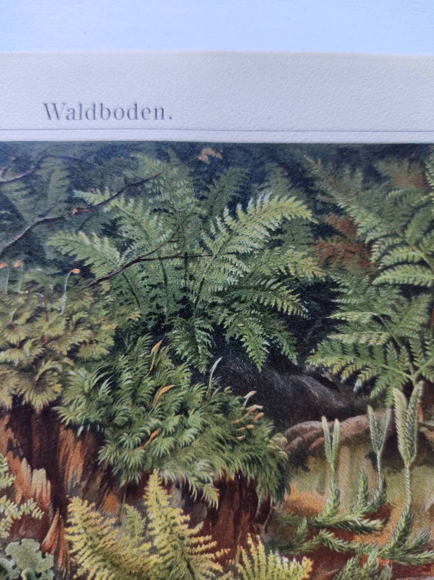 Small Engraving from 1909 - The forest and its soil - Old German plate - Chromolithograph