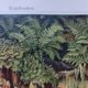 Small Engraving from 1909 - The forest and its soil - Old German plate - Chromolithograph