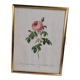 Lithograph under frame Rosier Centfeuilles de Bordeaux