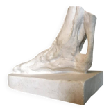 Plaster cast of a dissected foot