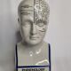 Phrenology bust after d'après L.N. Fowler