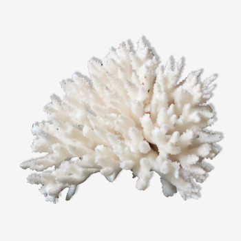 Corail blanc années 70