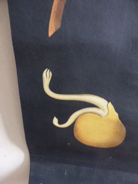 POIS botanical poster by Jung Koch Quentell, created in 1953, printed in Germany in 1985