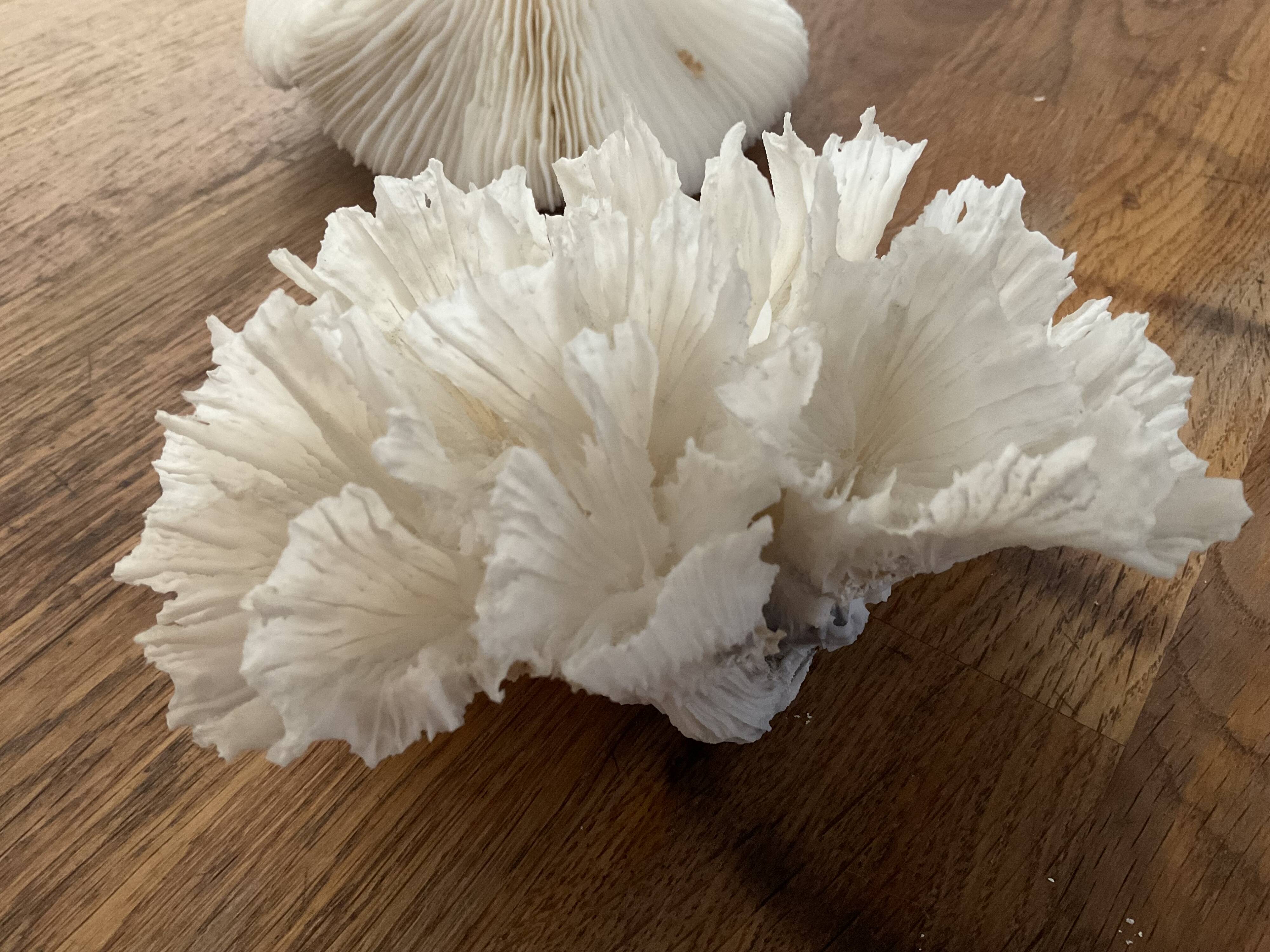Corail dentelle blanc