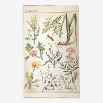 Planche originale n1 de fleurs de 1938