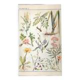 Original plate n1 of flowers from 1938