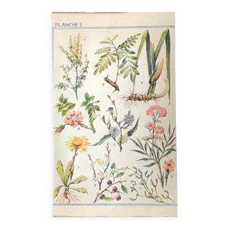 Planche originale n1 de fleurs de 1938