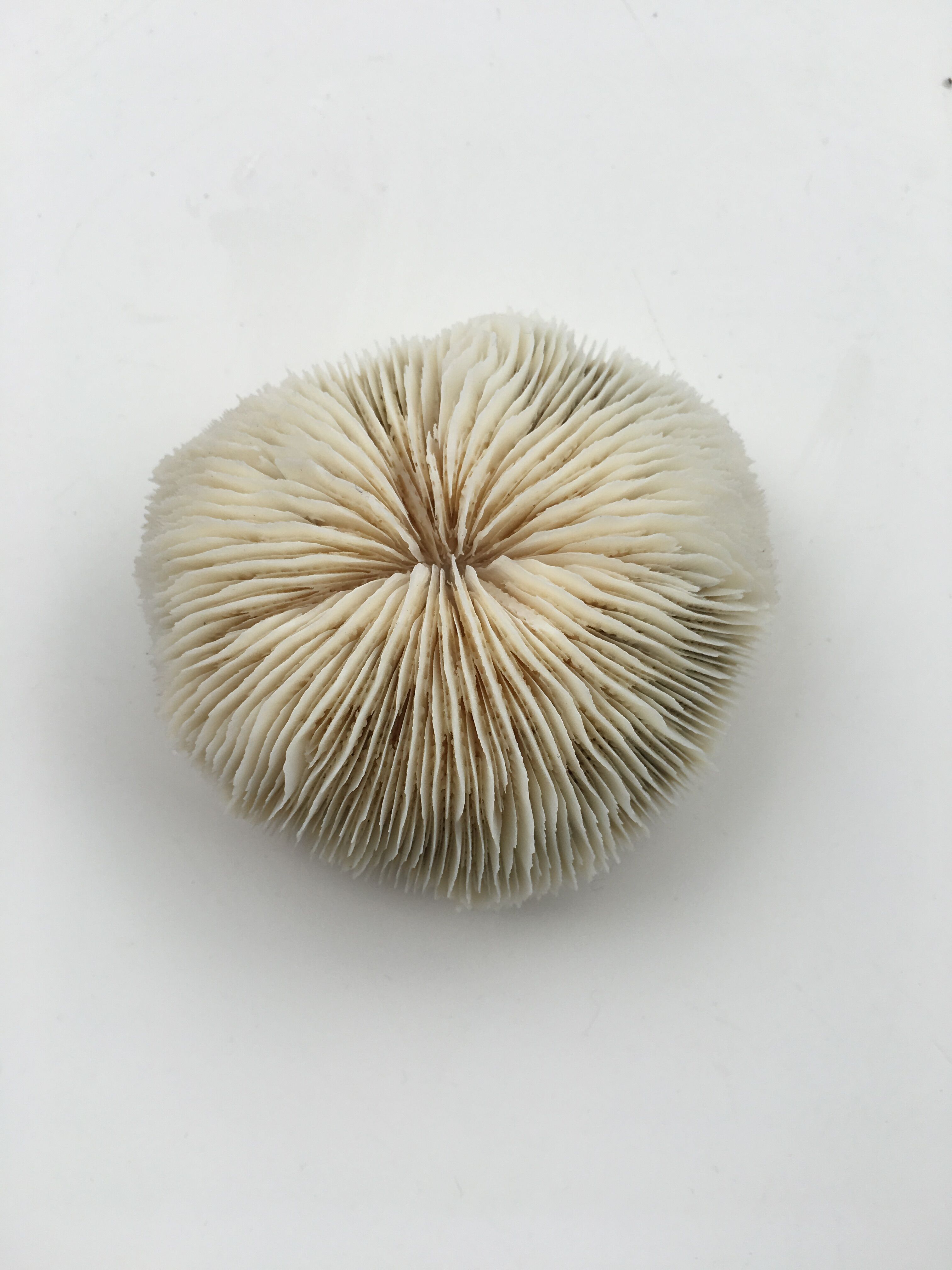 Coral Fungia Indian Ocean