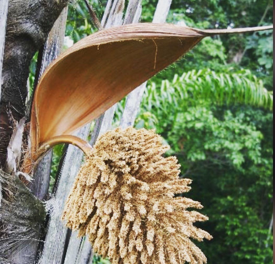 Artisan Maripa Basket