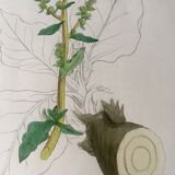 Botanical boards 1920