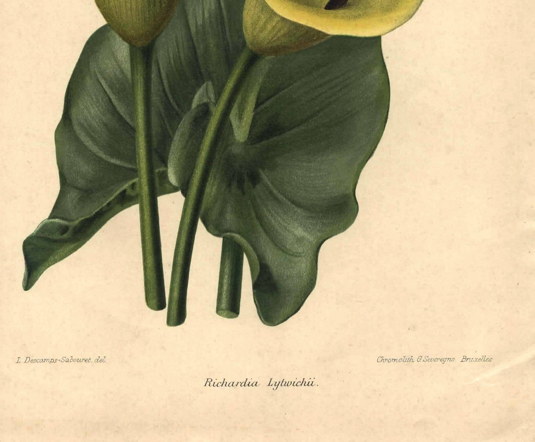 Botanical engraving from 1896 by Descamps-Sabouret • Richardia Lytwichii • Old lithograph