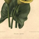 Gravure Botanique de 1896 par Descamps-Sabouret • Richardia Lytwichii • Lithographie ancienne