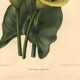 Botanical engraving from 1896 by Descamps-Sabouret • Richardia Lytwichii • Old lithograph