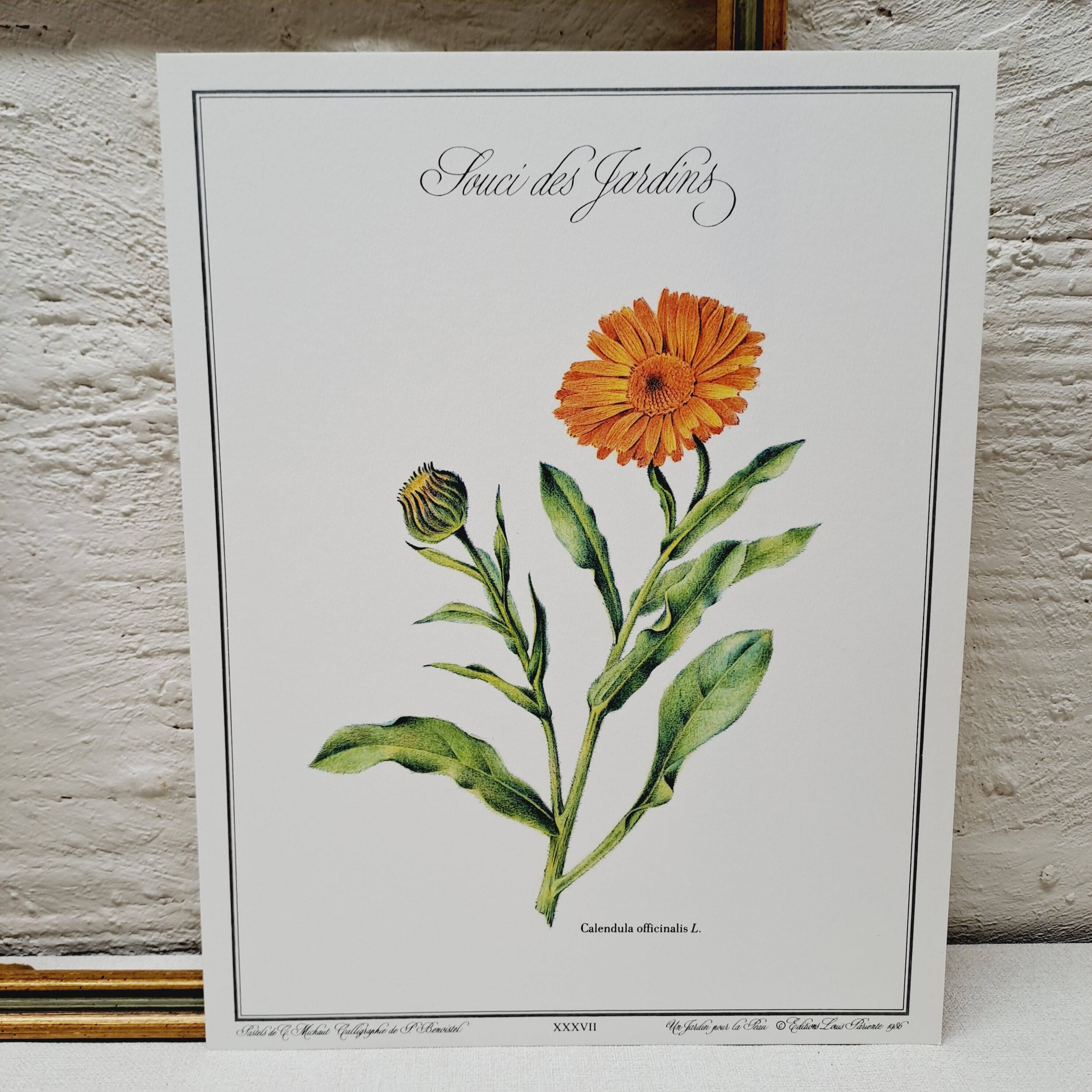Botanical board Garden Marigold