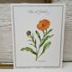 Botanical board Garden Marigold