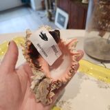 Murex shell