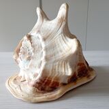 Blackcurrant shell cornuta