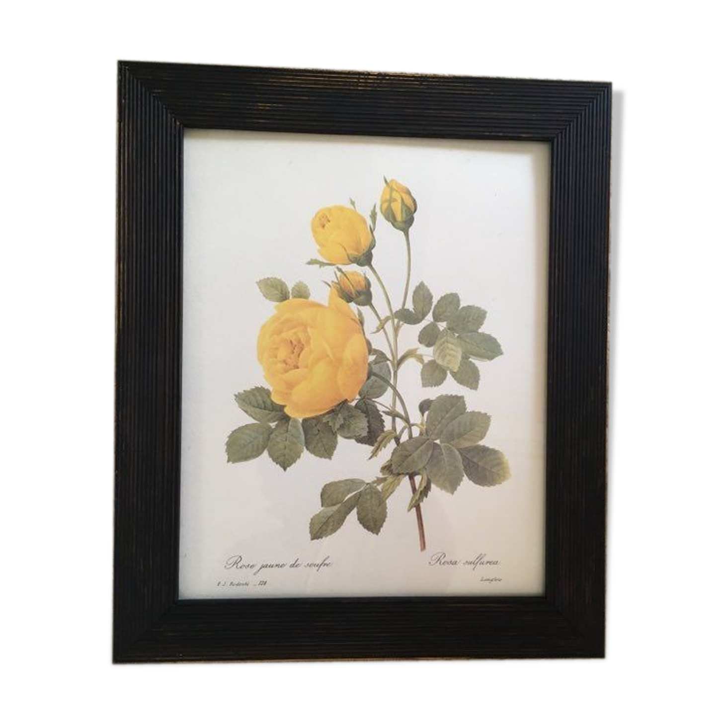 Redoute"Rosa sulfurea botanical plank