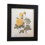 Redoute"Rosa sulfurea botanical plank