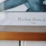 Rochea falcata botanical board