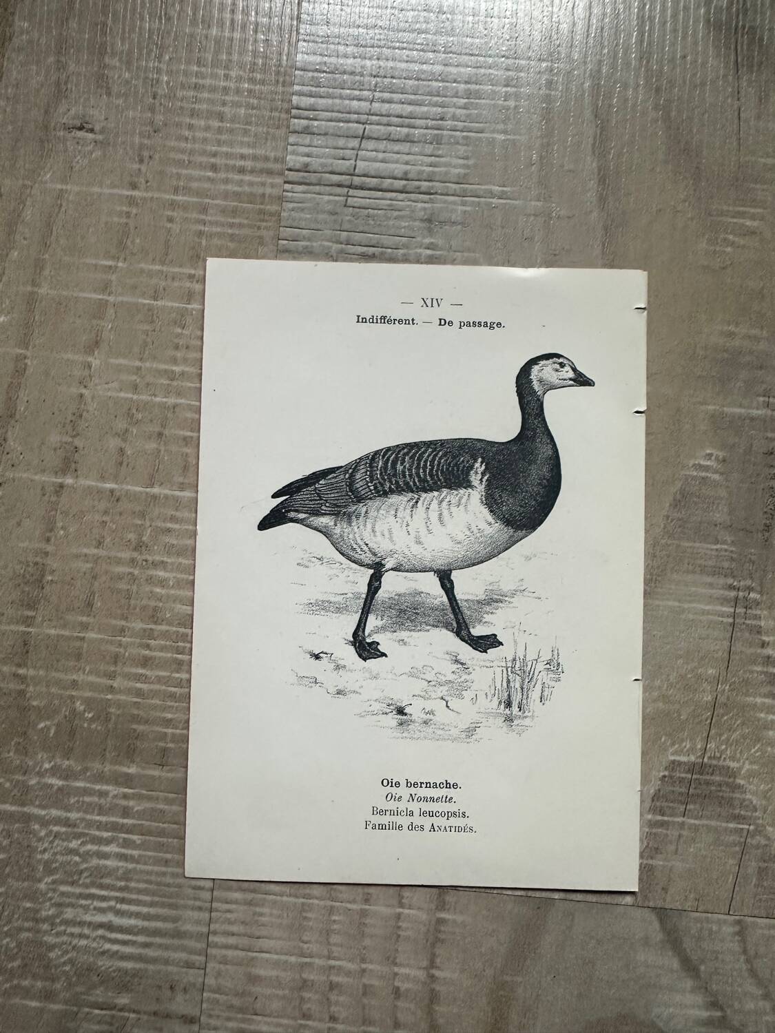 Lot of 3 old naturalist engravings botanical work vintage birds