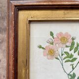 Botanical plate