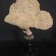 Cabinet of Curiosities sponge carteriospongia foliascens on base