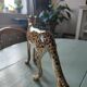 Italian ceramic leopard sculpture
