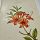 Antique botanical engraving from the 19th century, double-sided, hand-coloured, France.