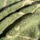 Magnificent new Beni ouarain water green carpet 200x300 cm