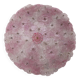 Charming Murano Ceiling Light Pink Flower by Seguso for Venini, Italy, 1970