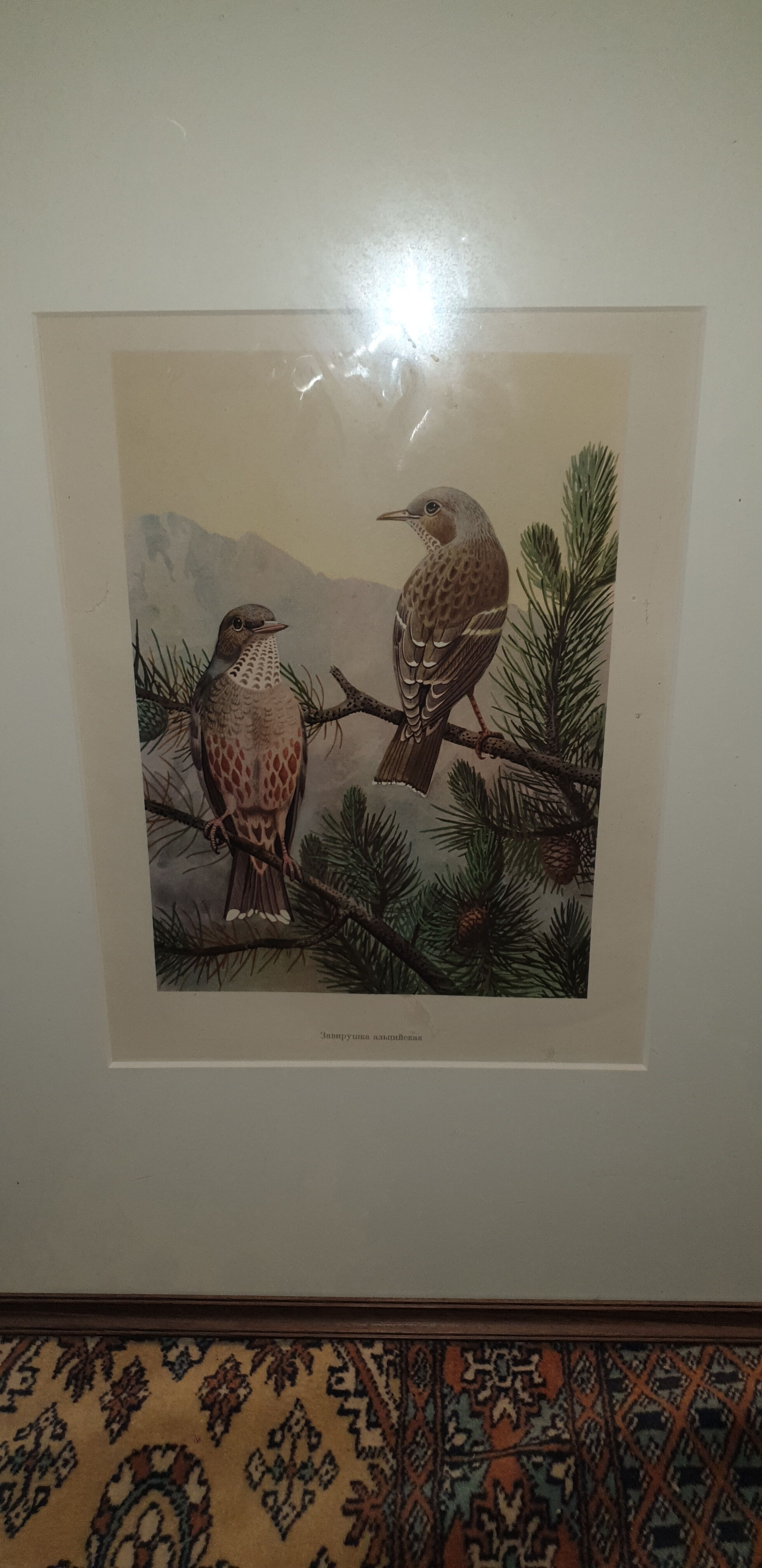 Ornithological engraving titled in Russian