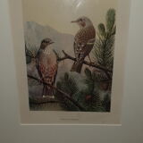 Ornithological engraving titled in Russian