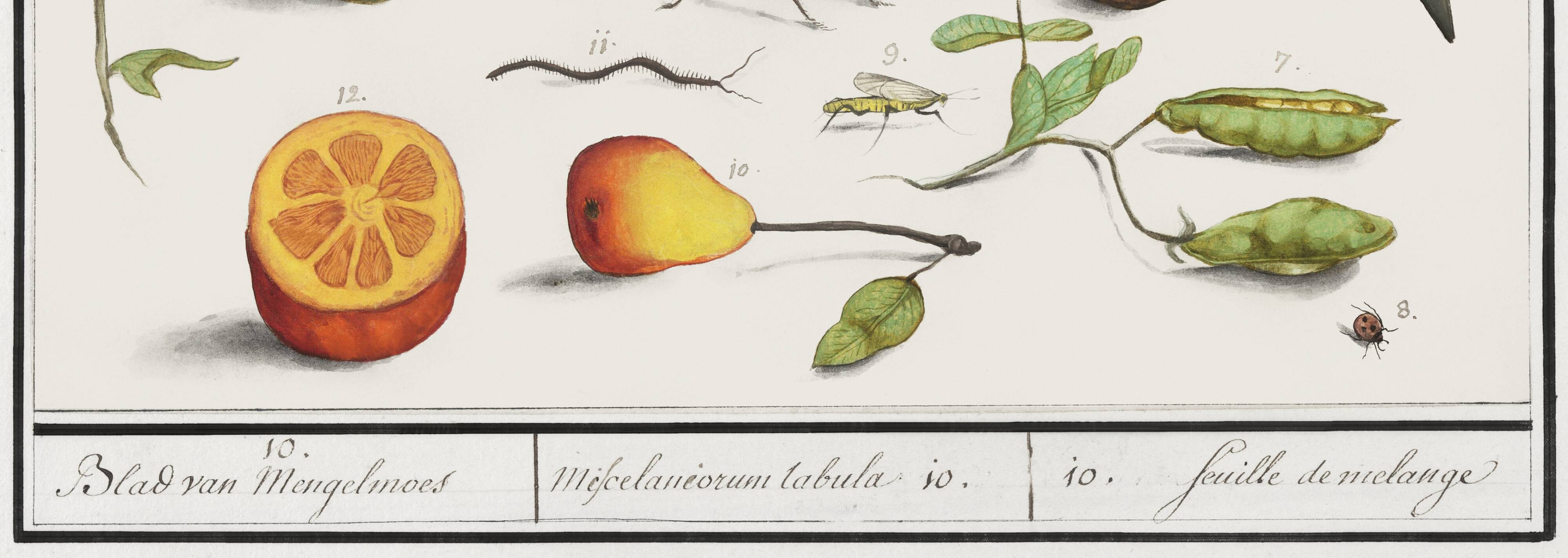 Petite affiche sur “les insectes et végétaux”, d’après une gravure ancienne