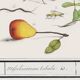 Petite affiche sur “les insectes et végétaux”, d’après une gravure ancienne