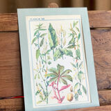 Botanical plate XIII