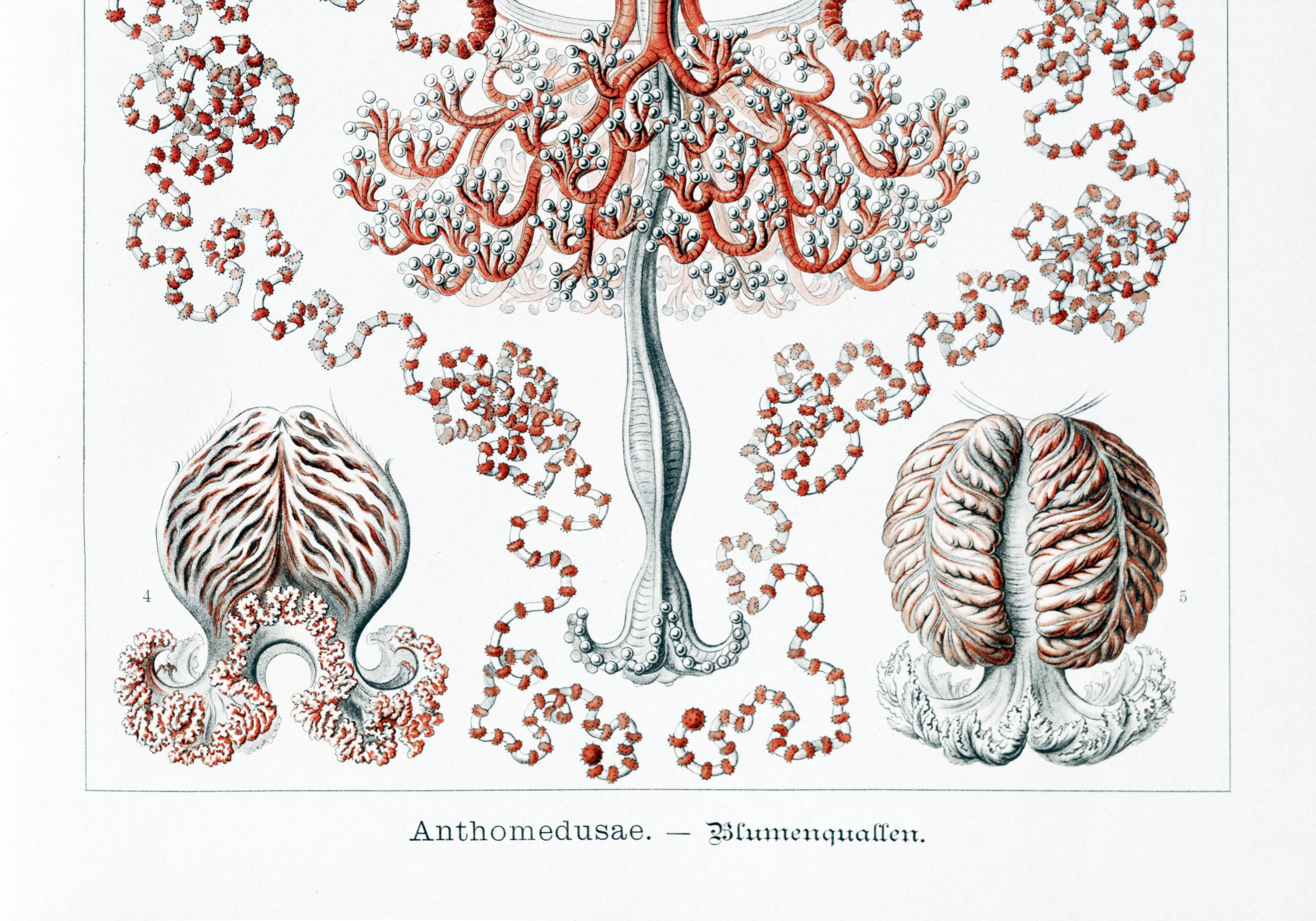 Poster on hydrozoan jellyfish, based on an old lithograph