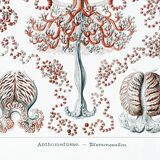 Poster on hydrozoan jellyfish, based on an old lithograph