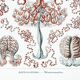 Poster on hydrozoan jellyfish, based on an old lithograph