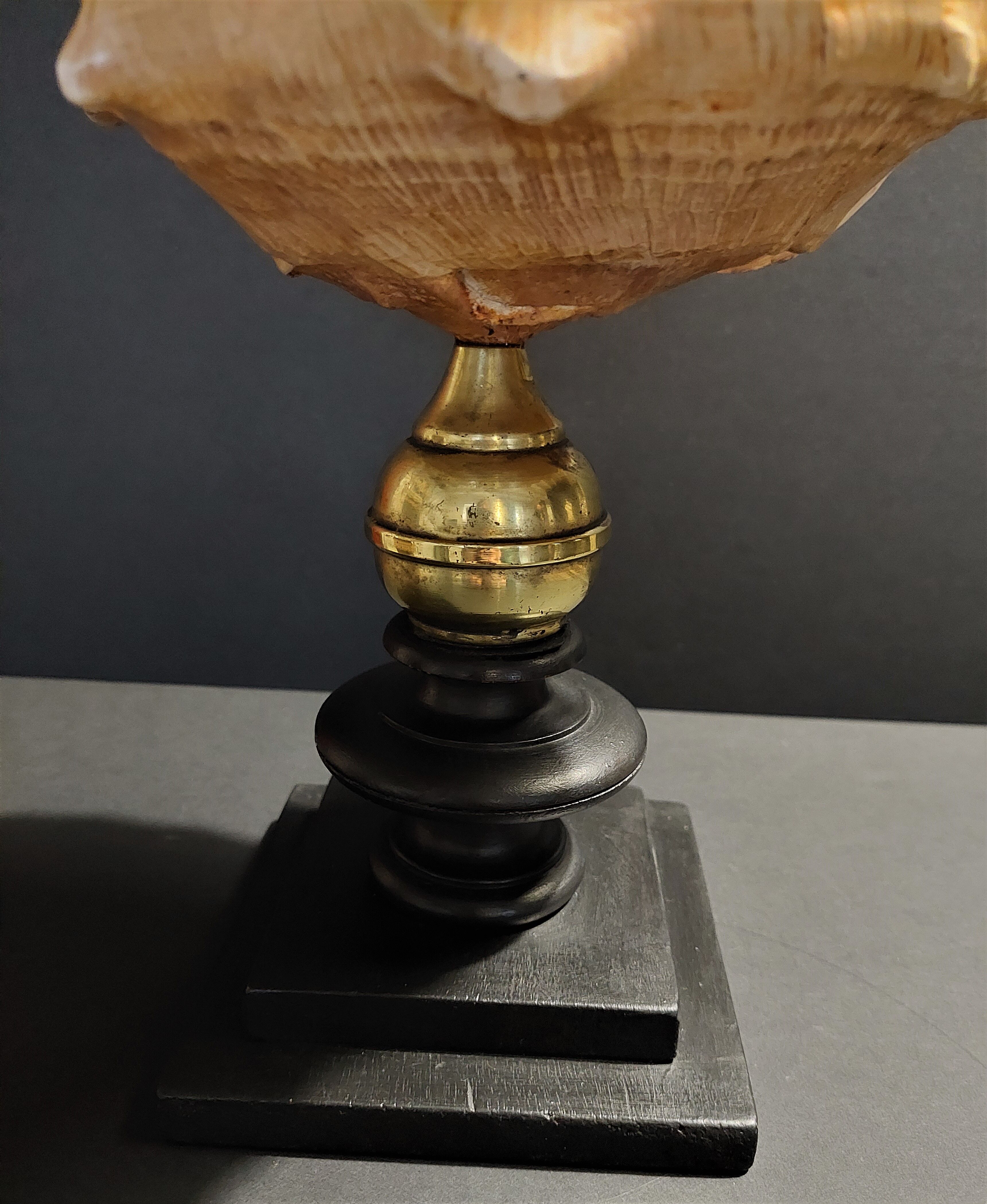 Cabinet of Curiosities shell blackcurrant cornuta on base