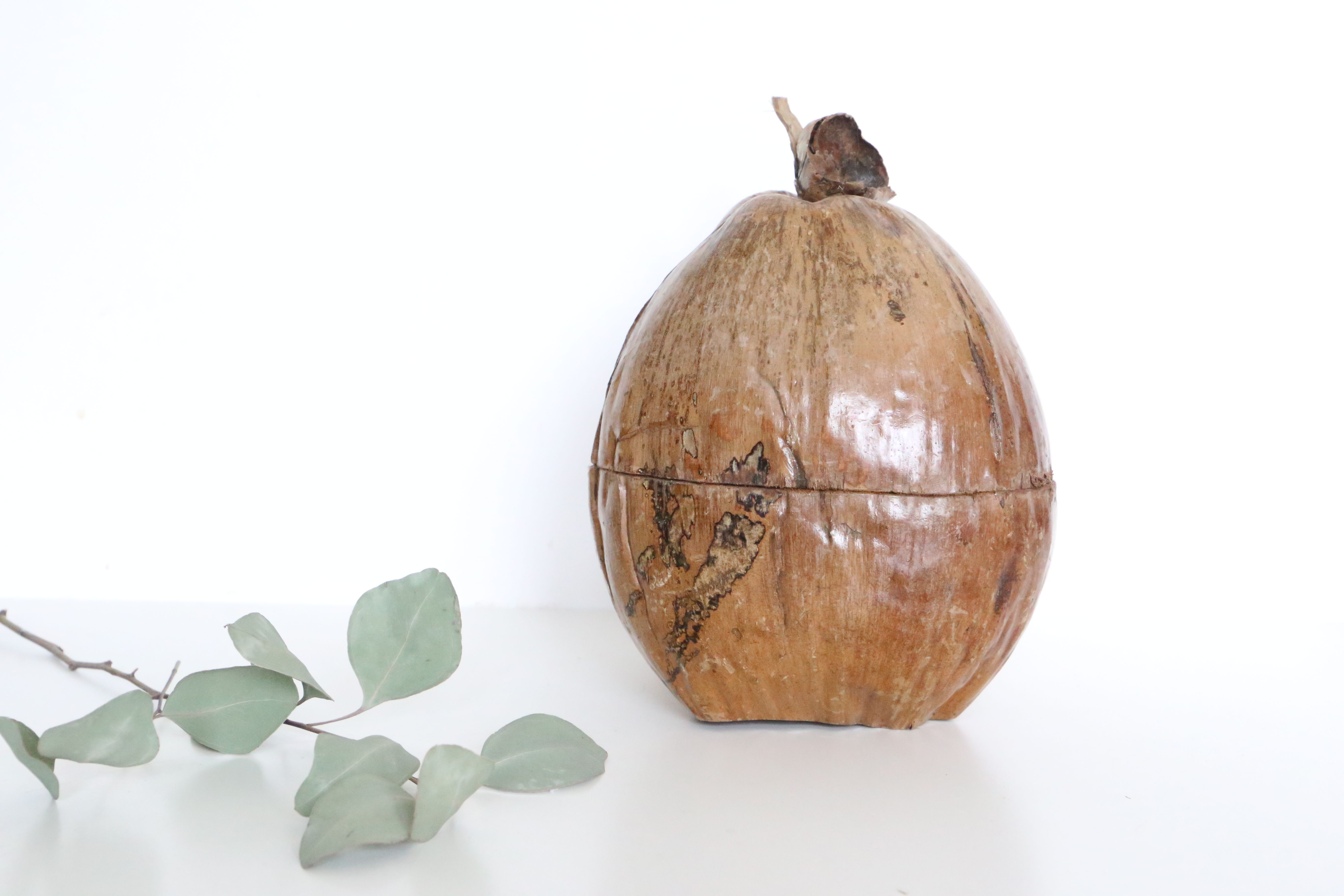 Ice bucket, nature decoration, exotic