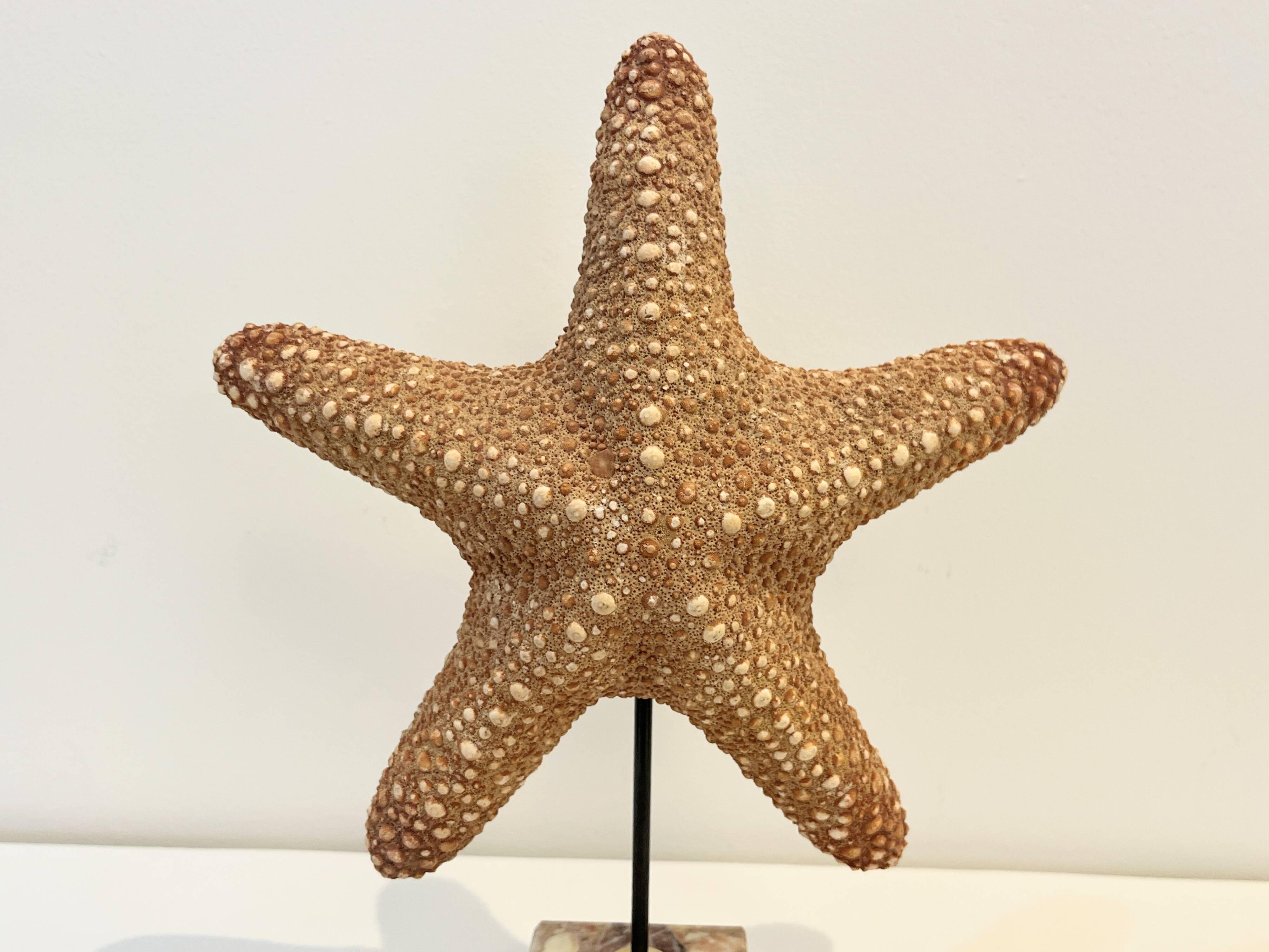 XXL Vintage Natural Starfish on Marble Base Cabinet of Curiosities
