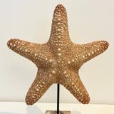 XXL Vintage Natural Starfish on Marble Base Cabinet of Curiosities
