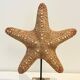 XXL Vintage Natural Starfish on Marble Base Cabinet of Curiosities